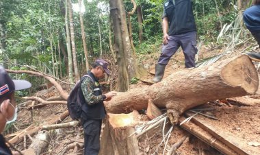 ล่าแก๊งมอดไม้ลอบตัดไม้บนป่าสงวนแห่งชาติป่าเทือกเขาสันกาลาคีรีป่าต้นน้ำ แม่น้ำเทพา