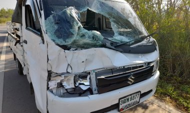 ระทึก!รถกระบะขับผ่านเส้นเขาแผงม้า-วังน้ำเขียว พุ่งชนกระทิงกระเบื้องหน้ารถพังยับ