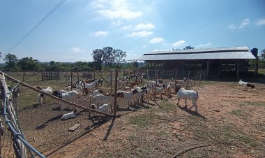 เกษตรกรเลี้ยงแพะติดทับลานโคราช เร่งติดม่านก่อไฟให้แพะคลายหนาวเย็น