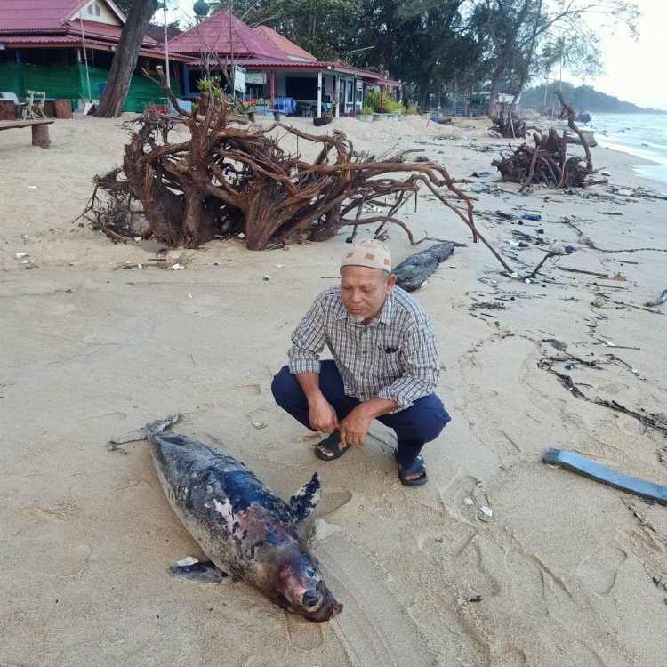 ปลาโลมาตายอึดขึ้นฝั่งชายหาดตะโล๊ะกาโปร์ปัตตานี