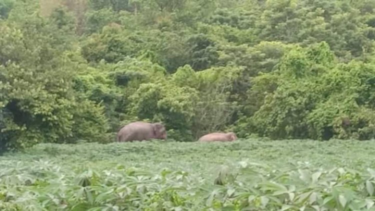 คนปราจีนบุรี ผวาละมุดช้างป่าทับลานพาพวกมาเยือนทำลายน้ำประปาพังยับ