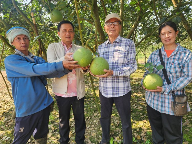 พิจิตรส้มท่าข่อยรสเด็ดช่วงเทศกาลตรุษจีนขายดิบขายดีได้ราคางามชาวสวนปลื้ม