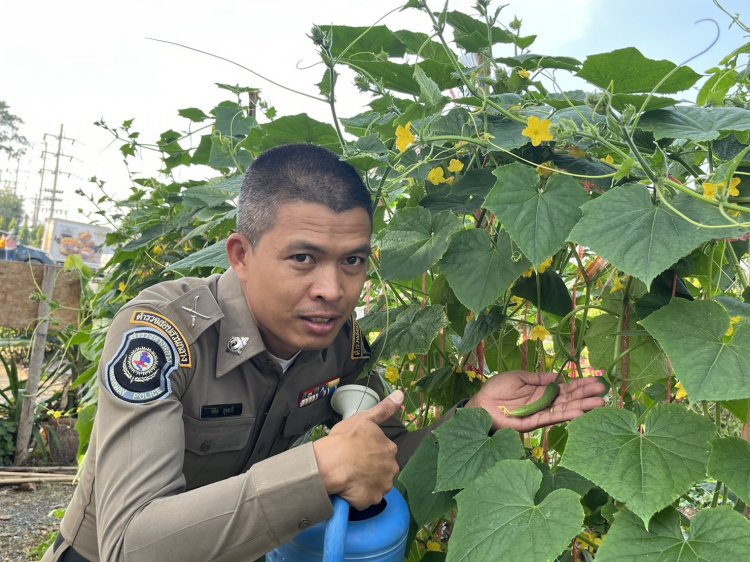 สุดเจ๋ง! ตร.ทางหลวงเพชรบูรณ์ ปลูกผักสวนครัวตามปรัชญาเศรษฐกิจพอเพียง