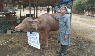 ขายธรรมดาโลกไม่จำ!!เจ้าเผือก(ควาย)ยืนโชว์คล้องป้ายช่วยพ่อแม่เรียกลูกค้าขายแตงโมข้างถนน