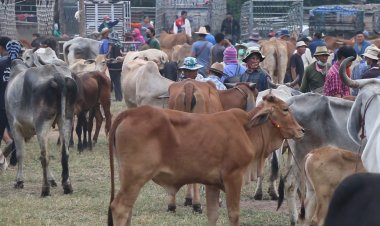 นายฮ้อยอีสานครวญโคเนื้อราคาตกต่ำกว่าตัวละหมื่นบาทเหตุส่งออกเนื้อไม่ได้