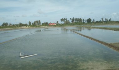 น้ำจืดหนุนอ่าวปัตตานีกระทบอาชีพทำเกลือของชาวบ้านรอบปัตตานีวอนรัฐเข้าแก้ไขด่วน