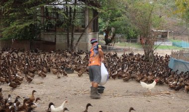 หัวอาหารพุ่งไม่หยุด!เกษตรกรเลี้ยงเป็ดโอดแบกรับภาระไม่ไหวอาจต้องเลิกเลี้ยงหันทำอาชีพอื่นแทน