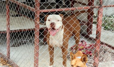 สุดสยอง!"พิตบูล" คลั่งขย้ำเจ้าของเสียชีวิต หลังเอาตัวช่วยแม่ขณะโดนกัด