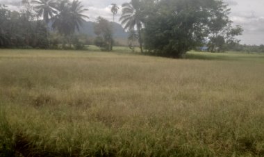 ภาคใต้ “ใกล้วิกฤติข้าวโคม่า” นาข้าวปล่อยนาร้างหันลงทุนปปาล์มน้ำมัน เหตุขาดมูลจูงใจทำนา