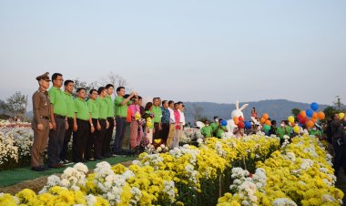 วังน้ำเขียว จัดงานเบญจมาศบานในม่านหมอก ยิ่งใหญ่อลังการ