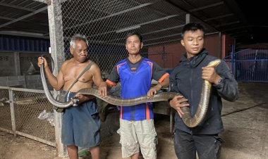 แตกตื่นทั้งบ้าน!จงอางยักษ์ยาวกว่า 4 เมตร บุกยึดเพดานบ้าน เจ้าของโร่แจ้งกู้ภัยจับปล่อยสู่ธรรมชาติ