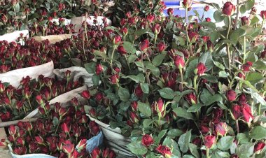 ชาวไร่พบพระเร่งเก็บดอกกุหลาบแดงส่งปากคลองตลาดขายวันวาเลนไทน์เกรดเอ.ดอกละ 8-9 บาท