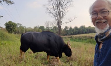 มาเยือนอีกครั้ง!"ทองดี"กระทิงป่าแสนเชื่องลงจากป่าเขาแผงม้ามาหากินสวนชาวบ้านวังน้ำเขียว