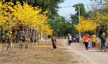 วันแห่งความรักนี้!ชวนมาชมดอกเหลืองอินเดียรอบโบสถ์-ไหว้หลวงพ่อทันใจ ขอพรเพื่อความเป็นสิริมงคลชีวิต