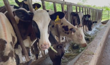 สุดเจ๋ง!นักวิจัย"มทส."คิดค้นน้ำยาวิเศษคัดแยกเพศ"อสุจิโค"กำหนดเพศ ลดความเสี่ยง เพิ่มโอกาศเกษตรกรสร้างรายได้