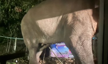 ระทึก‼พลายเบี่ยงใหญ่ช้างป่าเขาใหญ่ บุกบ้าน-ครัว หาของกิน