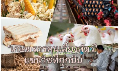“เกษตรกรคนเลี้ยงสัตว์” แซนวิชที่ถูกบีบ