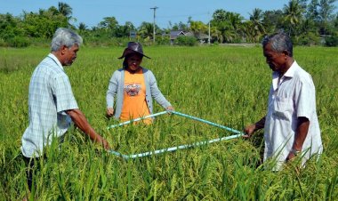 เกษตรกรใต้เลิกทำนาไร้แรงจูงใจฉุดข้าวขาดแคลนดันราคาแพงส่งผลกระทบความมั่นคงทางอาหาร