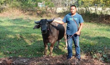 เลี้ยงไม่เชื่อง ขายด่วน!"เจ้าบุญรอด"ควายหนุ่มตกมันคลั่งขวิดคนเลี้ยงปางตาย