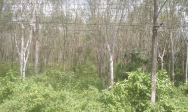 วัดใจนักการเมือง!ชง"บิ๊กตู่"เข็นยางพาราเข้าคลัสเตอร์อีอีซียกระดับแปรรูปผลิตภัณฑ์สร้างมูลค่าเพิ่ม