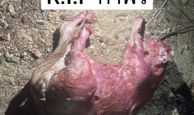 สุดสยอง!เพื่อนบ้านสายมูจับแมวฆ่าตัดขา คาดนำไปบูชายัญ