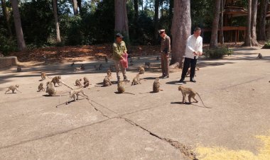 ผู้ว่าฯอำนาจเจริญสั่งดูแลเข้มป้องกันคนร้ายย่องขโมยลิงแสมส่งขายต่างชาติ