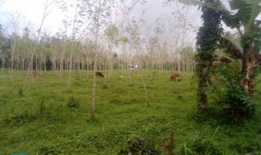 กังวลภาคใต้ “ฝน 8 แดด 4”กระทบหนักชาวสวนยางต้องฟื้นฟูพืชผล “สู้ฝน”