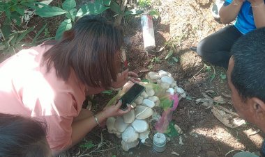 ชาวบ้านอำเภอบ้านไร่ แห่ส่องเลขเห็ดแปลกยักษ์!!ขึ้นกลางป่า