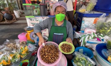 มาขอนแก่นต้องกิน ตัวอ่อนจักจั่น อาหารอีสานพื้นบ้านราคาแพง กินได้ปีละครั้งเท่านั้น ล่าสุด กก.ละ 700 บาทเลยทีเดียว