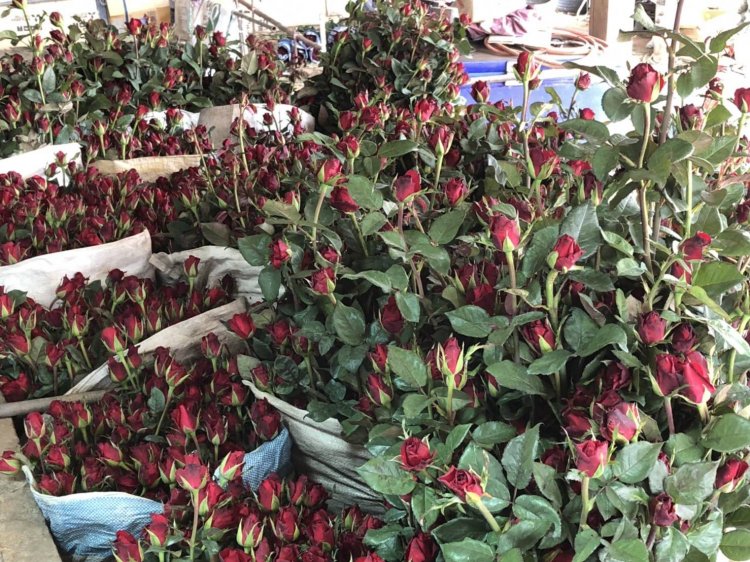 ชาวไร่พบพระเร่งเก็บดอกกุหลาบแดงส่งปากคลองตลาดขายวันวาเลนไทน์เกรดเอ.ดอกละ 8-9 บาท