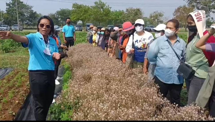 สระแก้วเปิดกิจกรรมการเรียนรู้และพัฒนาอาชีพชุมชน