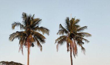 ชาวพิมายฮือฮา!อดมะพร้าวสูงกว่า 15 เมตร คล้ายพญานาค เชื่อมาให้โชคลาภ