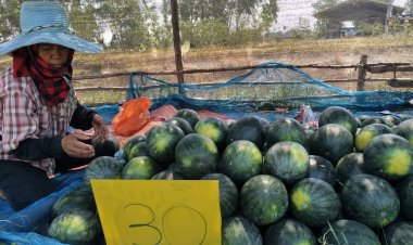 ราคาดี!เกษตรกรพลิกผืนนาแล้งลูกแตงโมระบบน้ำหยด 45 วันเก็บผลผลิตขายรายได้พุ่ง