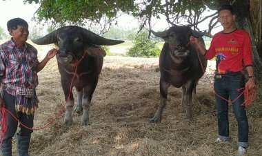 หนุ่มใหญ่เมืองอุทัยธานีใจปล้ำ!!หอบเงินสด13 ล้าน ซื้อเจ้ามังกรเงิน-น้องปิ่นทอง