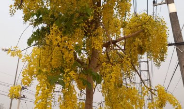 ดอกคูนบานสะพรั่งเหลืองอร่าม 2 ข้างถนนแม่สอด เริ่มเข้าสู่คิมหันต์ สัญลักษณ์ใกล้เทศกาลมหาสงกรานต์ 2566