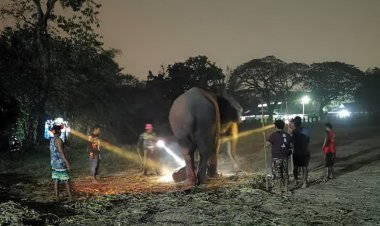 มาดูช้างตกลูกกัน!แม่ช้าอยุธยาตกลูกเป็นช้างพลายเพศผู้ ในคืนวันมาฆบูชา  พระจันทร์เต็มดวง