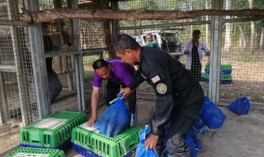 ส่งลิงแสมเกือบครึ่งร้อยเหยื่อแก๊งลักลอบส่งขายจีนนำไปฟื้นฟูที่สถานีเพาะพันธ์สัตว์ป่าภูเขียวเรียบร้อยแล้ว