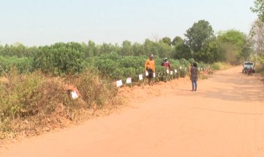 แก๊งขโมยมันสำปะหลังอาละวาดหนัก!ชาวสวนขอนแก่นติดป้ายข้างไร่ใครขโมยขอให้วิบัติ