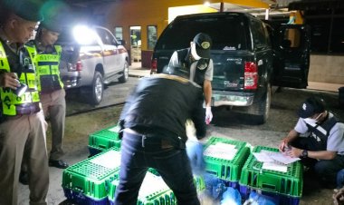 ตำรวจซีไอบีสกัดตรวจจับกุมขบวนการลักลอบค้า"ลิงแสม"ส่งออกต่างประเทศ