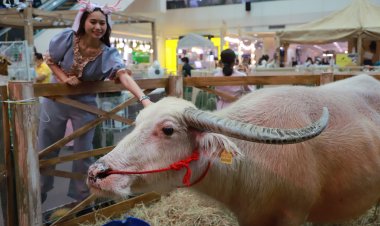เปิดฉากฟอร์มยักษ์ต้อนรับปิดเทอมสุดยิ่ง ใหญ่เเห่งปี!​ กับงาน “เขาโสภาสัตว์อัคคี” VS งาน “โคตรไอ้เคี่ยมและเหล่าวายร้าย”