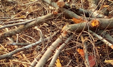 มอดไม้ลักลอบตัดไม้ในเขตปราสาทเขาโล้น หลวงพี่ขอบิณฑบาตอย่าทำอีกเลย