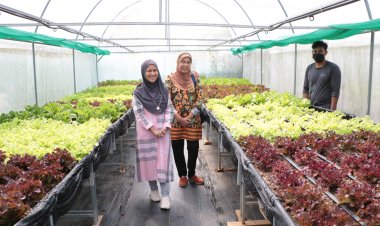 ชาช่า ออร์แกนิคฟาร์ม นราธิวาส ผักสลัดคนรักสุขภาพ ปลูกเอง ขายเองสร้างรายได้งาม