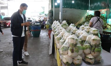 จีนกว้านซื้อมะพร้าวน้ำหอมดันราคาพุ่ง พ่อค้า-แม่ค้าไทยต้องปรับกลยุทธ์สู้สั่งซื้อแบบชม.ต่อชม.