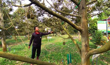 ชาวสวนทุเรียนโคราช เร่งขึงสลิงต้นทุเรียนรับมือพายุฤดูร้อนป้องกันความเสียหาย