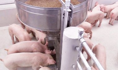 CPF ชูหลัก "โภชนาการแม่นยำ"พัฒนาอาหารสัตว์รักษ์โลก หนุนสุขภาพที่ดีของคน สัตว์ และสิ่งแวดล้อม