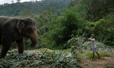 องค์กรพิทักษ์สัตว์แห่งโลก สานต่ออย่างยั่งยืน ใน “โครงการต้นแบบพรุ่งนี้ที่ดีกว่า Build Back Better for Elephants