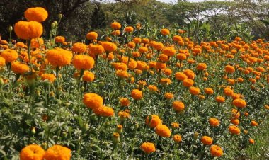 เกษตรกรขอนแก่นเร่งปลูกดอกดาวเรืองให้เติบโตทันฤดูการเลือกตั้งปี 2566 เชื่อปีนี้ยอดขายดีแน่