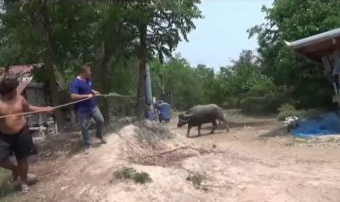 ระทึก!ควายติดสัตว์คลั่งไล่ขวิดกันเอง เจ้าของเข้าห้ามถูกขวิดไส้ทะลัก 1 เจ็บอีก 2