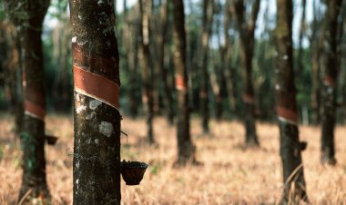 เกษตรกรพัทลุงเดือดร้อนหนักโรคระบาดใบร่วงลามสวนยางสร้างความเสียหายแล้ว 5 ล้านไร่