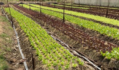 เศรษฐีเกษตร!สาวโคราชพลิกผืนนาปลูกผักออร์แกนิกส่งขายขึ้นห้างดังสร้างรายได้หลักล้านบาทต่อปี